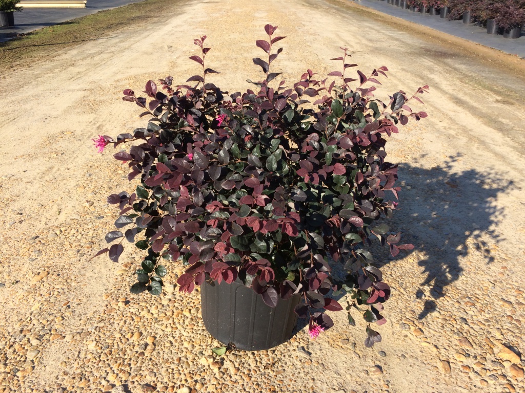 Ornamental, Shrub, Fringe Flower