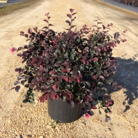 Ruby Loropetalum