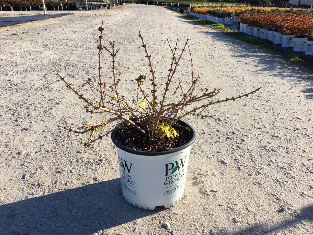 Ornamental, Shrub, Proven Winners, PW, Yellowbells