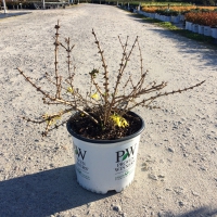 Forsythia Show Off Starlet