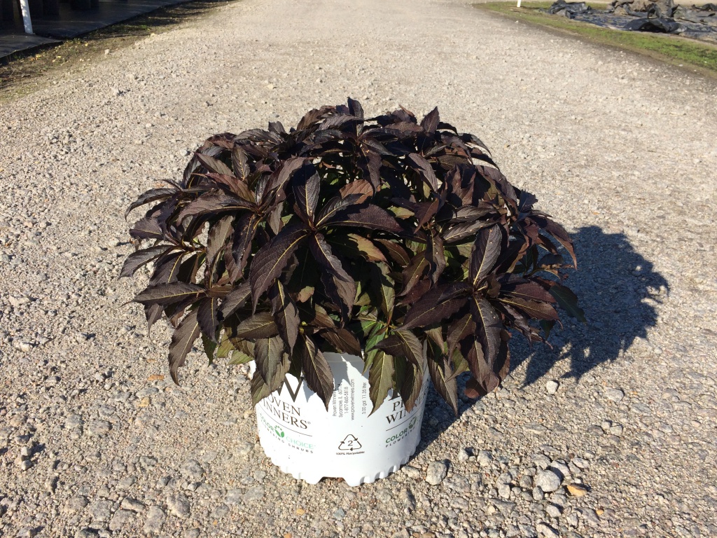 Ornamental, Shrub, Proven Winners, PW