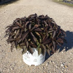 Ornamental, Shrub, Proven Winners, PW