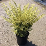 Ornamental, Shrub, Privet