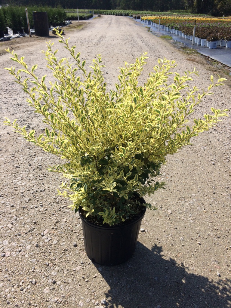 Ornamental, Shrub, Privet