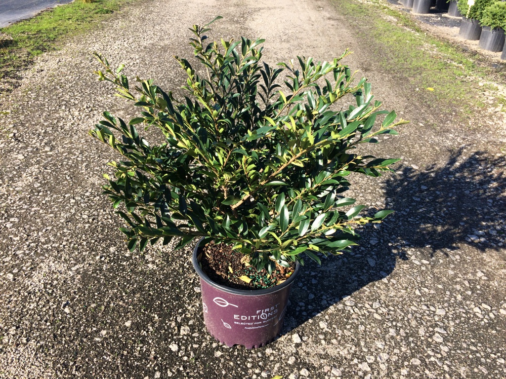 Ornamental, Shrub, First Editions