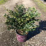 Ornamental, Shrub, First Editions