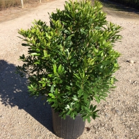 Wax Myrtle