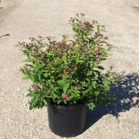 Anthony Waterer Spirea