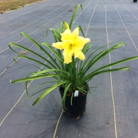 Big Time Happy Daylily