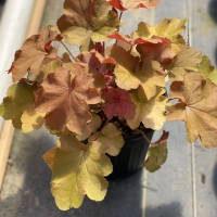 Caramel Heuchera