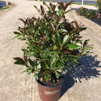 Coppertop Viburnum