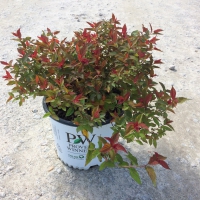 Spirea Double Play Doozie