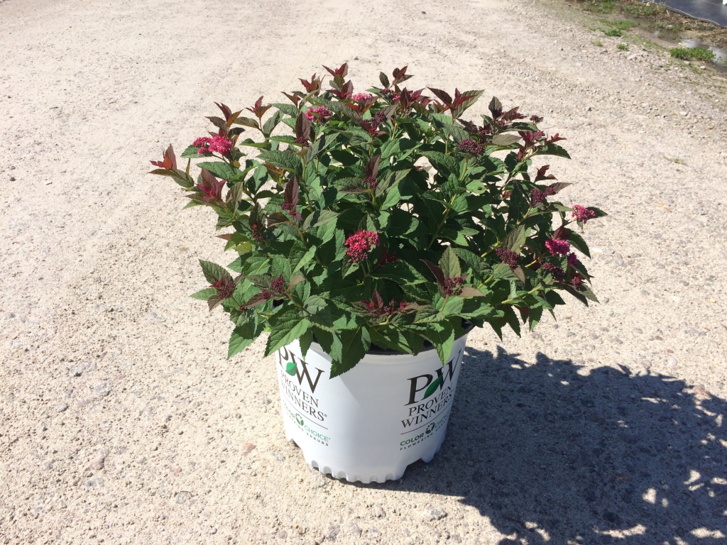 Ornamental, Shrub, Proven Winners, PW, Spiraea