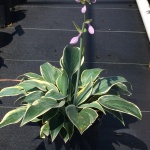 Perennial, Plantain Lily