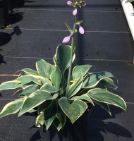 Hosta First Frost