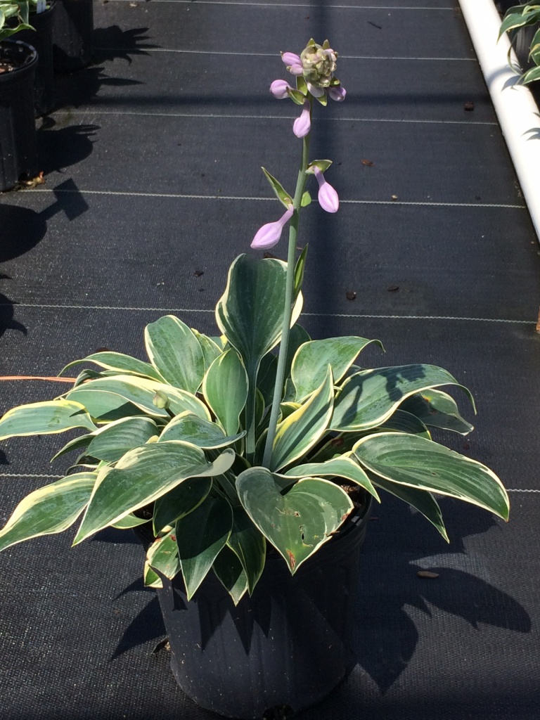 Perennial, Plantain Lily