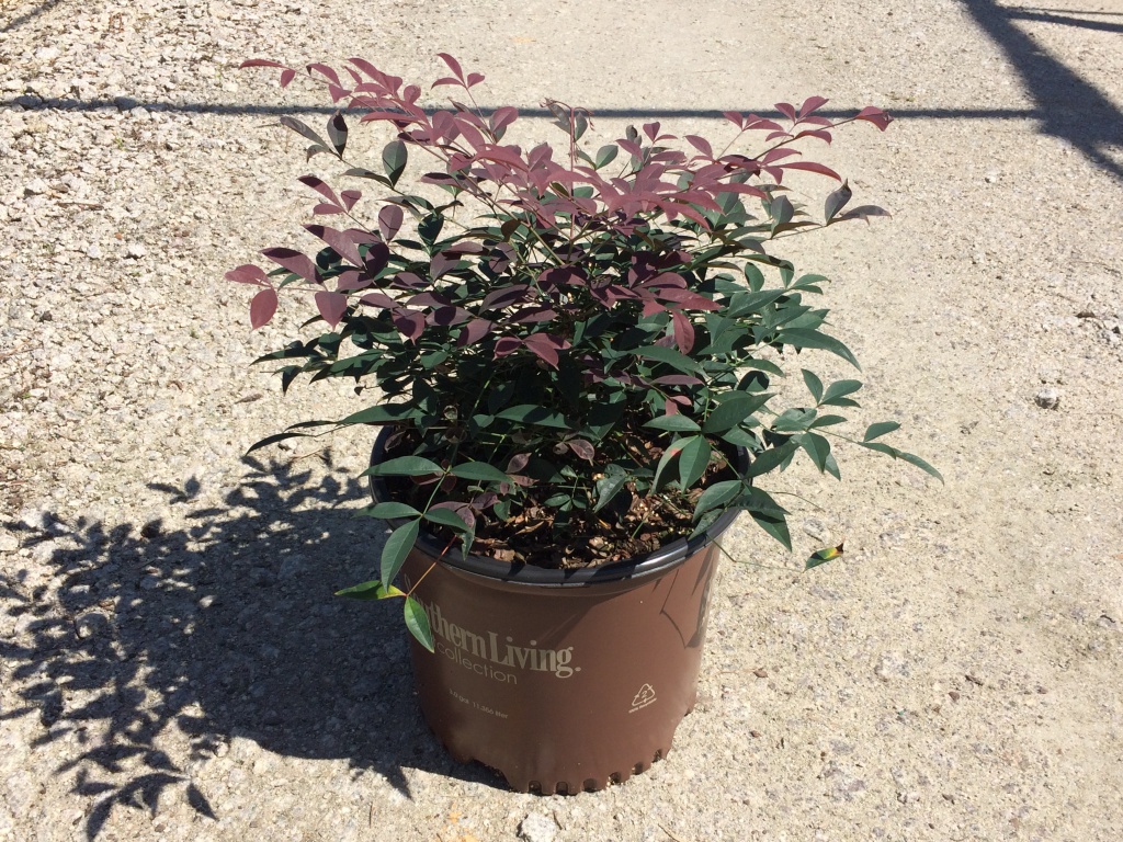 Ornamental, Shrub, Southern Living