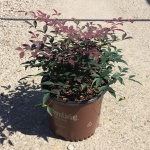 Ornamental, Shrub, Southern Living