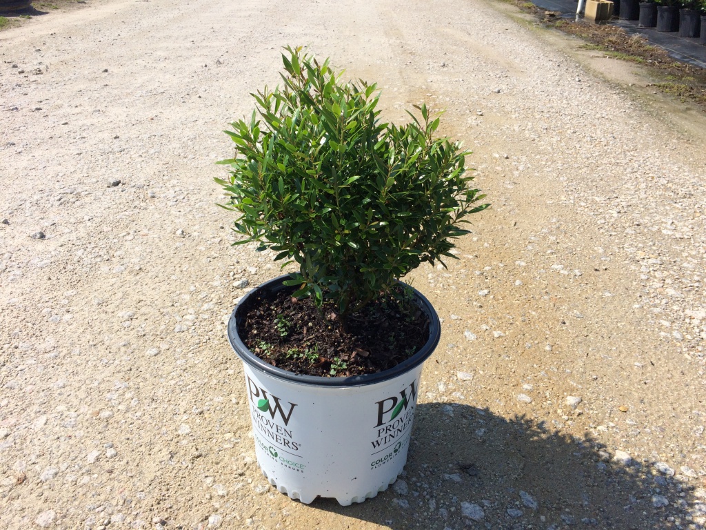 Ornamental, Shrub, Inkberry Holly, Proven Winners, PW