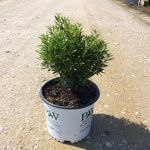 Ornamental, Shrub, Inkberry Holly, Proven Winners, PW