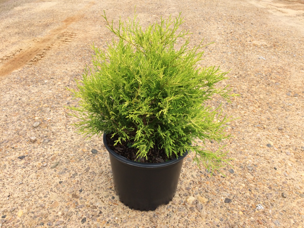 Ornamental, Shrub, False Cypress, Falsecypress