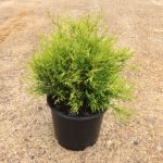 Ornamental, Shrub, False Cypress, Falsecypress