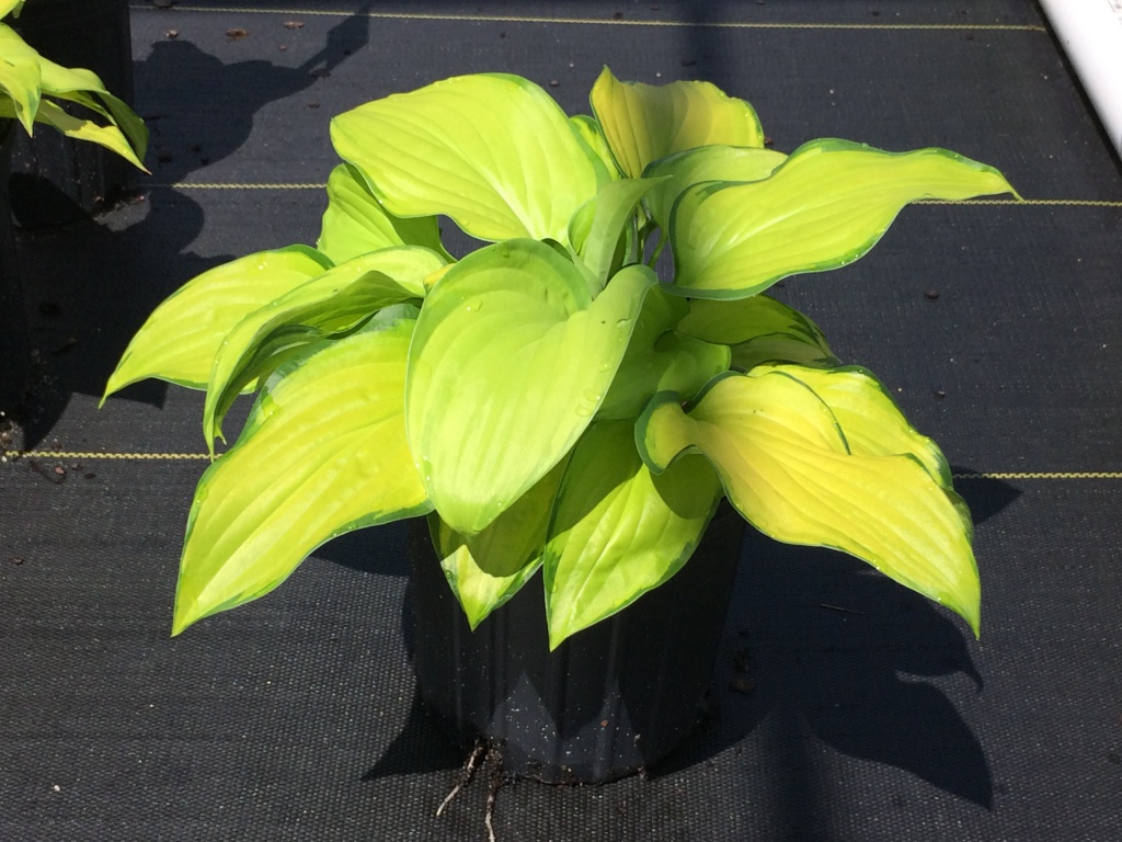Perennial, Plantain Lily