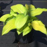 Perennial, Plantain Lily