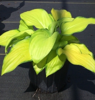 Hosta Stained Glass