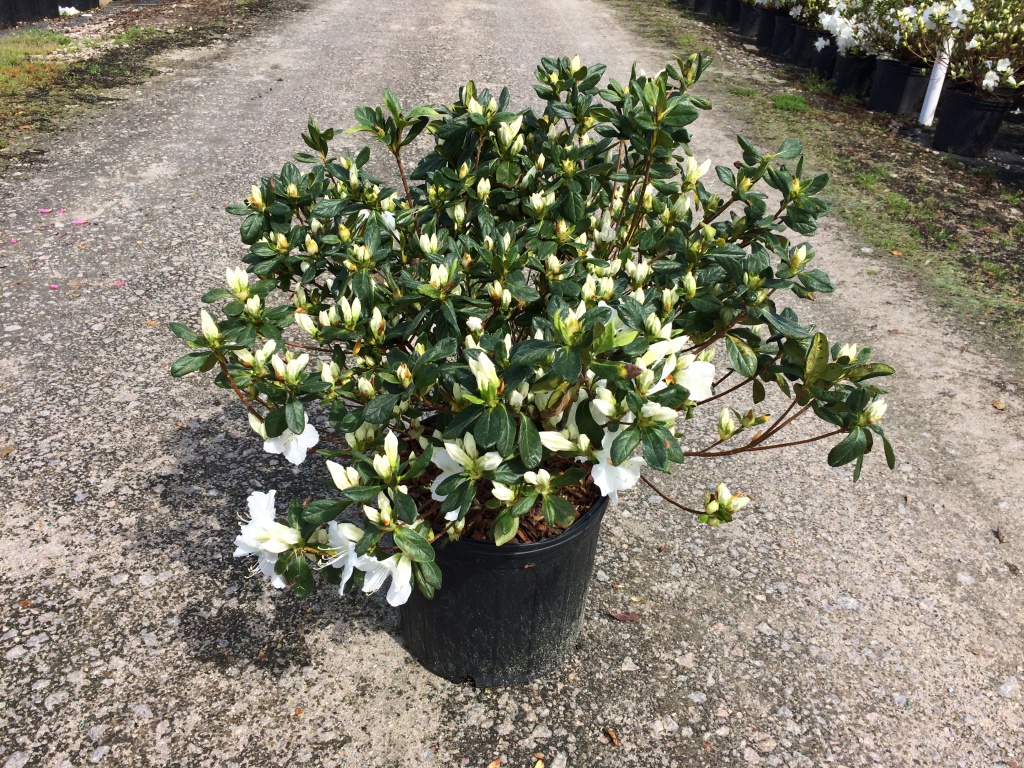 Traditional, Ornamental, Shrub, Rhododendron