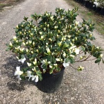 Traditional, Ornamental, Shrub, Rhododendron