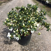 Delaware Valley Azalea