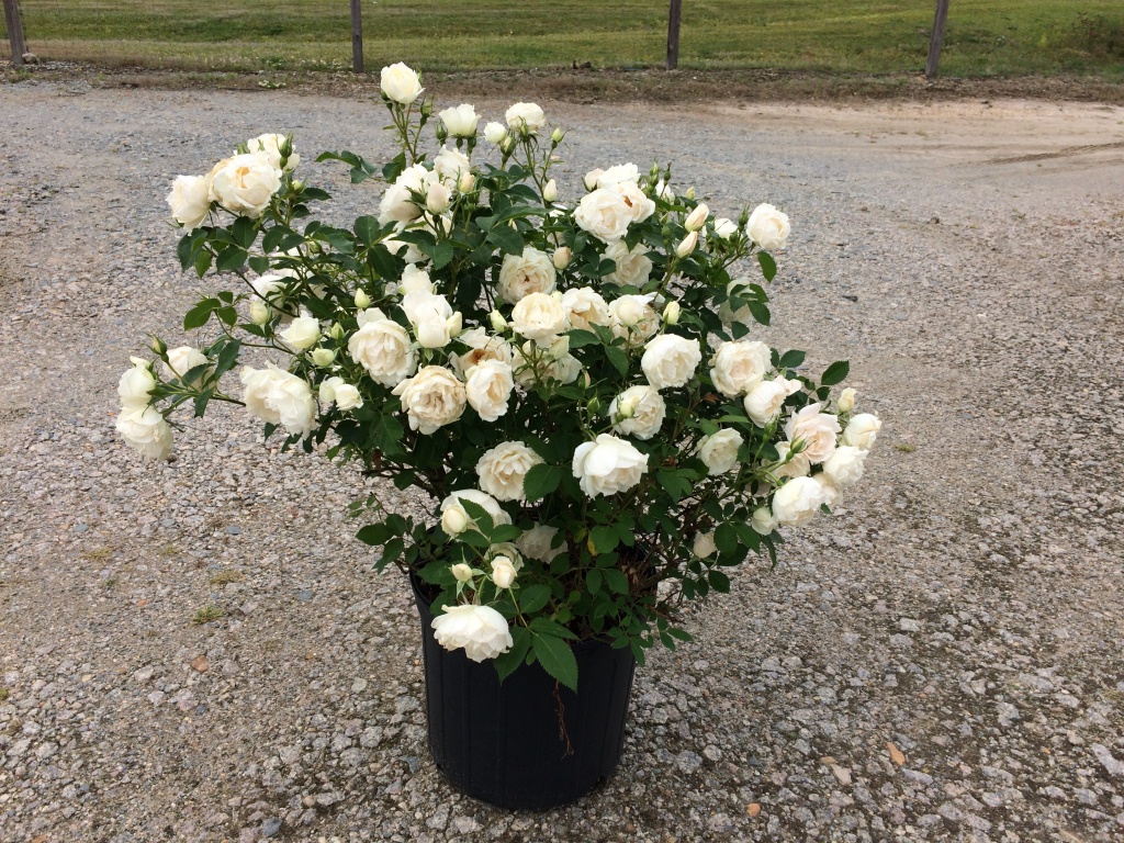 Ornamental, Shrub, Rose