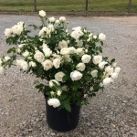 Ornamental, Shrub, Rose