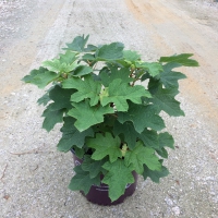 Jetstream Hydrangea