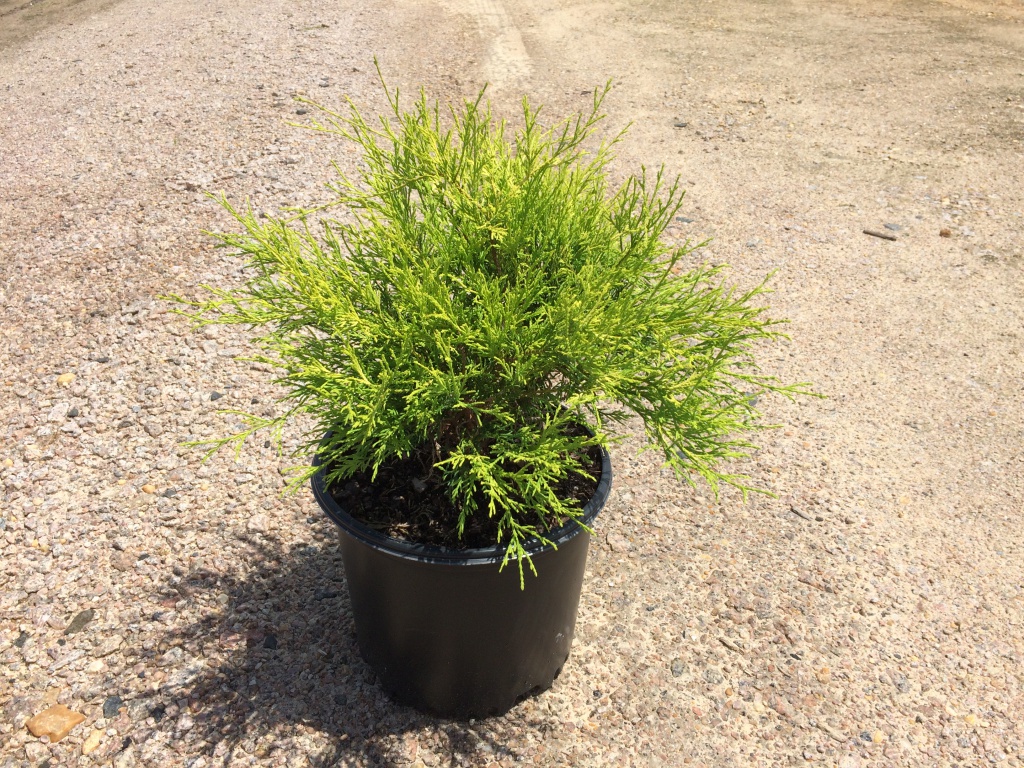 Ornamental, Shrub, False Cypress, Falsecypress