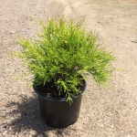 Ornamental, Shrub, False Cypress, Falsecypress