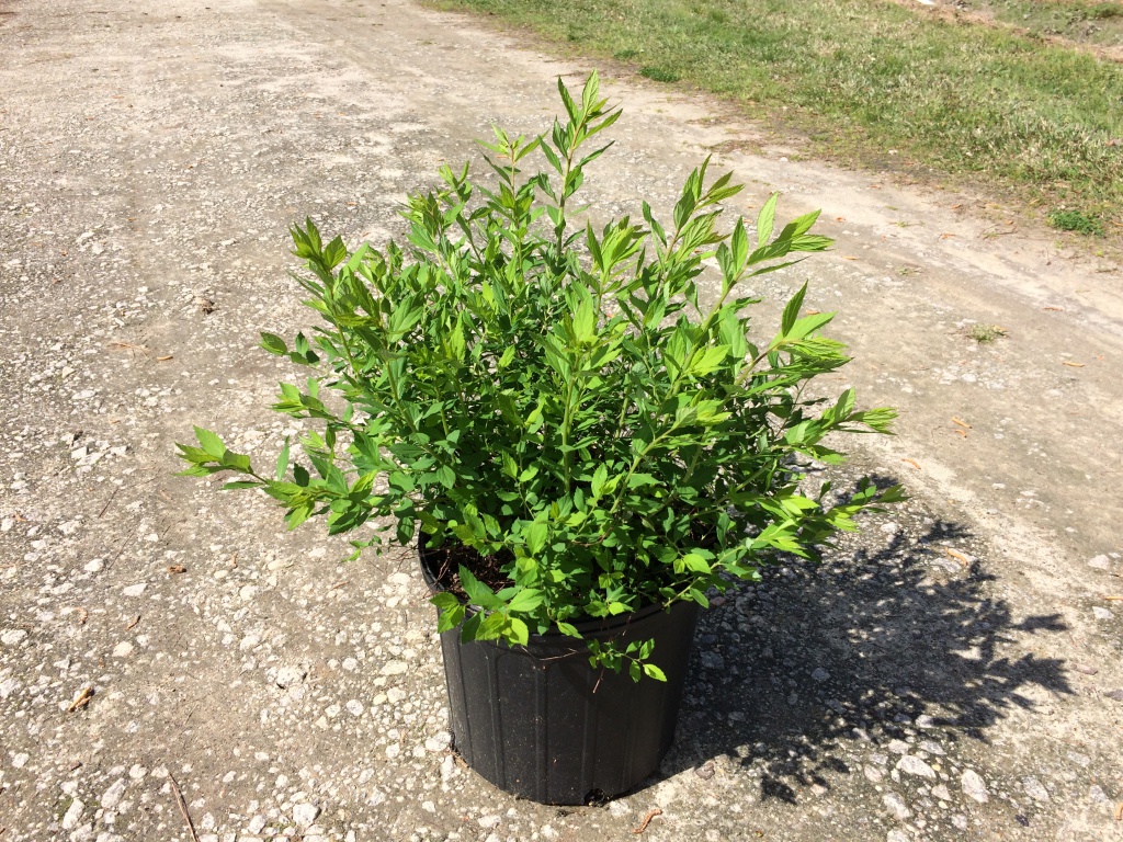 Ornamental, Shrub, Spiraea
