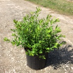 Ornamental, Shrub, Spiraea