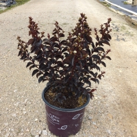 Lunar Magic Crape Myrtle