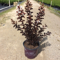 Lunar Magic Crape Myrtle