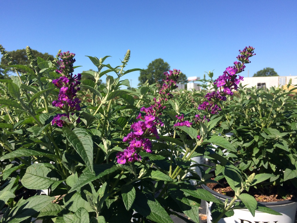 Ornamental, Shrub, Proven Winners, PW, Butterfly Bush