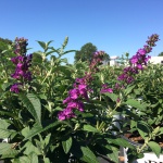 Ornamental, Shrub, Proven Winners, PW, Butterfly Bush