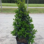 Ornamental, Shrub, Tree, Southern Living, Holly