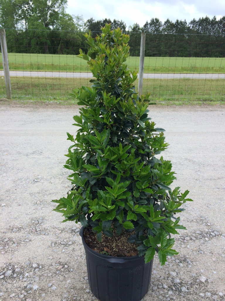 Ornamental, Shrub, Tree, Southern Living, Holly