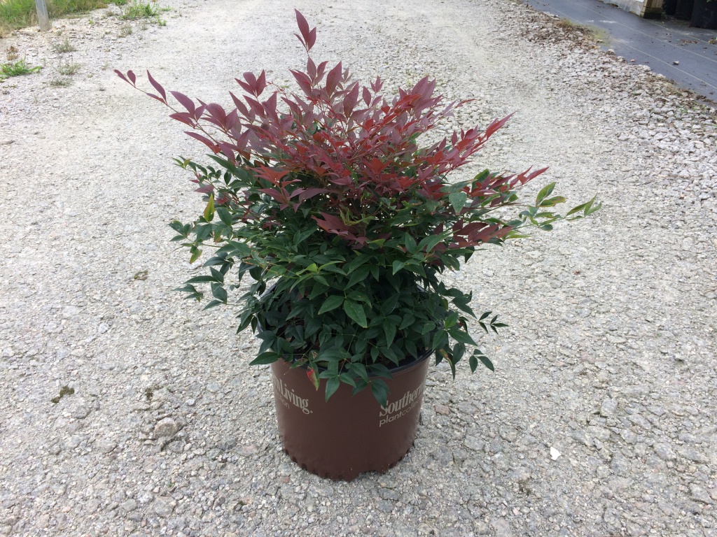 Ornamental, Shrub, Southern Living