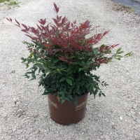 Obsession Nandina