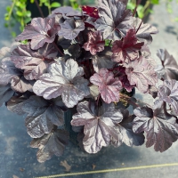 Obsidian Heuchera