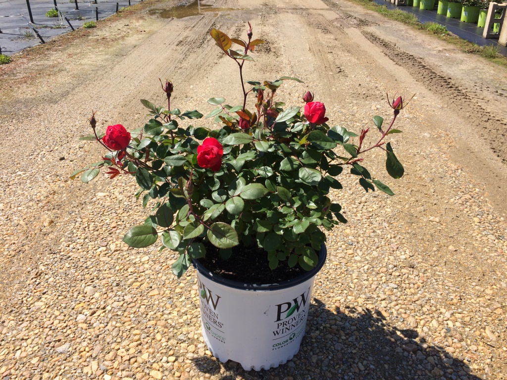 Ornamental, Shrub, Proven Winners, PW, Rose