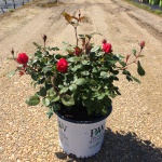 Ornamental, Shrub, Proven Winners, PW, Rose